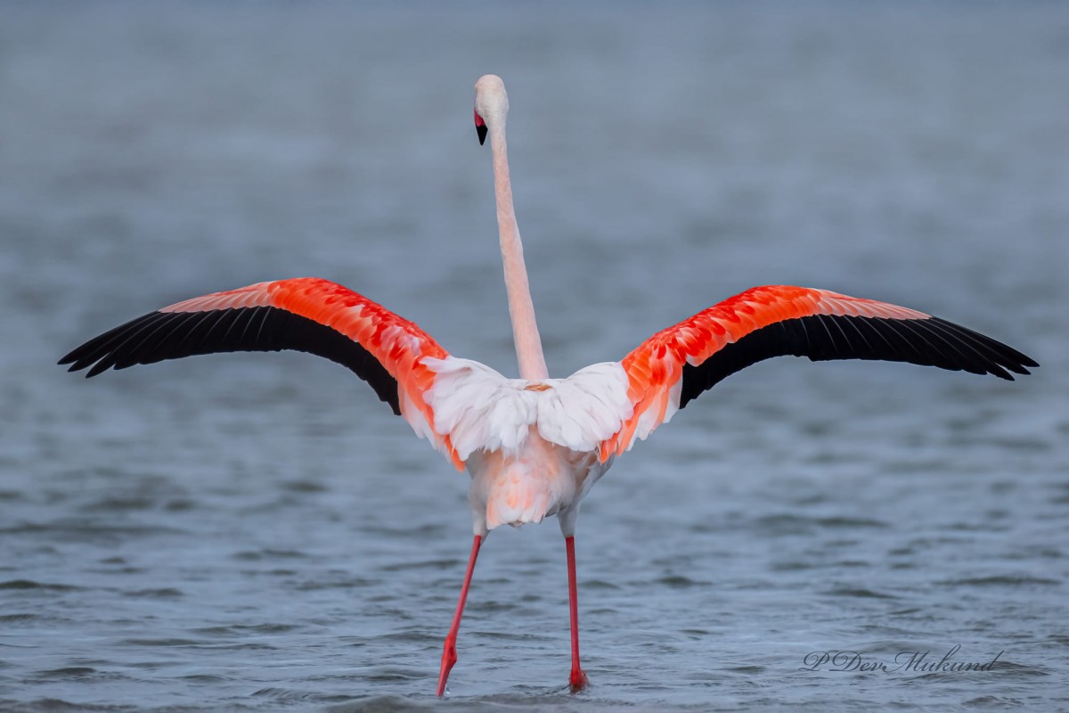 Phoenicopterus roseus Pallas, 1811